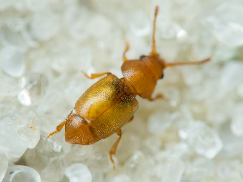 Kateretes pusillus (Thunberg, 1794)